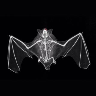 X-ray photography of nature.Bat.#bat #photo #photography #nature #instanature #xrays #xrart #radiography #shadowgram #röntgen #xraysofnature #arievantriet Photography Of Nature, Xray Art, Ray Tattoo, X-ray Images, Bat Skeleton, Bat Tattoo, Spooky Tattoos, Animal References, Horror Tattoo