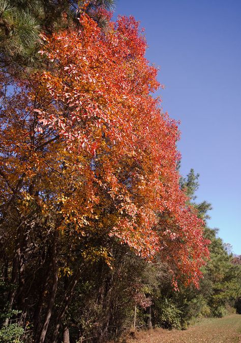 The Sassafras Tree Is an Interesting Native Species - Horticulture Sassafrass Tree, Sassafras Tree, Part Shade Flowers, Tree Inspiration, Potager Garden, Specimen Trees, Shade Flowers, Landscape Designs, Wildlife Gardening