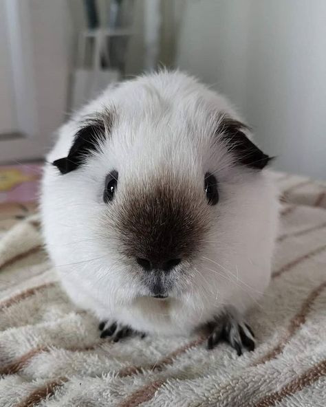 Silly Guinea Pigs, Gunia Pig Cute, Genuia Pigs, Guinea Pigs Cute, Guinea Pig Quotes, Cute Animal Character, Funny Animal Pics, Guinea Pig Cages, Guinea Pigs Funny