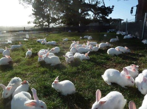 Rabbit Farm, White Rabbits, Cute Bunny, Rabbits, Alice In Wonderland, Mammals, Cute Animals, Birds, Tumblr