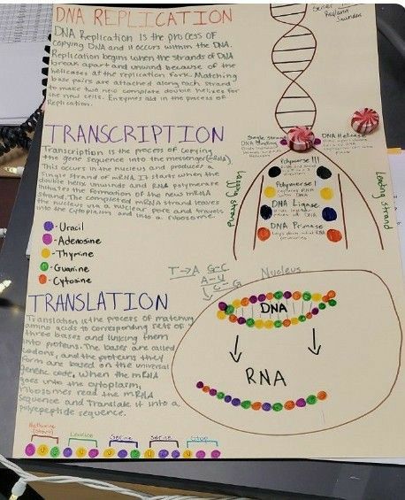 Cytogenetics Notes, Mycology Study, Mlt Notes, Cell Biology Notes, Biology Interactive Notebook, Microbiology Study, Bio Notes, Biochemistry Notes, Study Chemistry