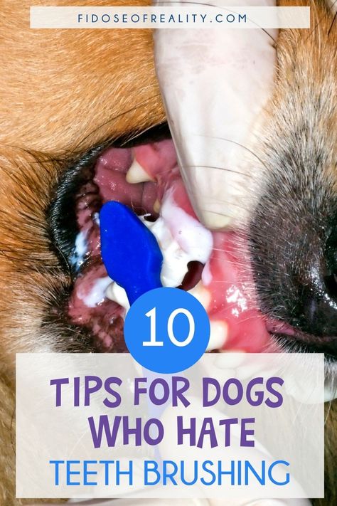 10 Tips For Dogs Who Hate Teeth Brushing - Fidose of Reality Dog Weight Chart, Dog Hygiene, Dog Teeth Care, Dog Whelping, Pet Dental Health Month, Brushing Dogs Teeth, Bad Dog Breath, Dogs Teeth, Natural Dog Chews