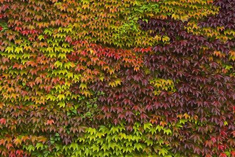 Gardens: Top 10 climbers Boston Ivy Wall, Climbing Plants Fence, Parthenocissus Tricuspidata, Wall Climbing Plants, Boston Ivy, Climber Plants, Ivy Wall, Wall Climbing, Garden Vines