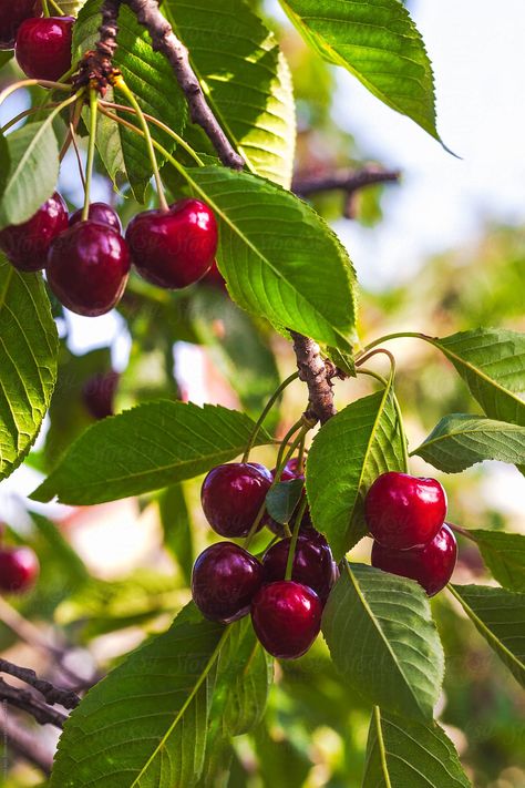 Cherry Fruit Tree, Cherry Plant, Cherry Fruit, Fruit Photography, Beautiful Fruits, Fruit Tree, Orange Aesthetic, Tree Photography, Garden Photography