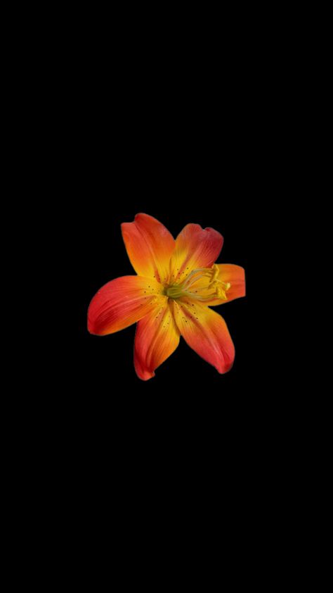 Orange lily wallpaper Hisbusic Flower Wallpaper, Black And Orange Wallpaper, Orange And Black Wallpaper, Orange Flower Wallpaper, Orange Phone Wallpaper, Orange Flowers Wallpaper, Lily Flower Wallpaper, Flower Backround, Flower Pfp