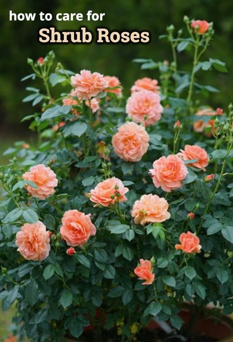 Landscape Roses, Foundation Garden, Rose Garden Landscape, Landscaping With Roses, Garden Answer, Floribunda Roses, Rose Garden Design, Rose Bushes, Rose Varieties