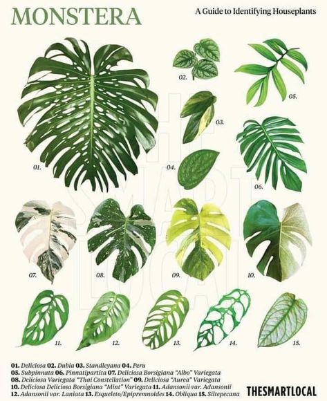 Plant Leaf Identification, Leaf Identification, نباتات منزلية, Philodendron Plant, Variegated Plants, Plant Identification, Monstera Plant, Plant Mom, Plant Lady