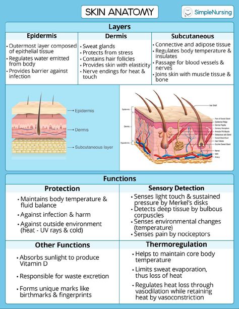 Skin Anatomy And Physiology, Skin Nursing Notes, Skin Function Notes, Skin System Anatomy, Skin Anotamy, Skin Notes Anatomy, Esthetics Study Notes, Somatology Aesthetic, Skin Anatomy Notes