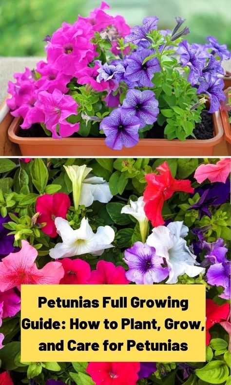 Pretty, popular, petunias are not difficult to grow. Learn the basics of growing petunias and you'll be on your way to capturing their beauty! Planting Petunias In Pots, Petunias In Pots, Growing Petunias, Petunia Care, Natural Plant Fertilizer, Trailing Petunias, Petunia Flowers, Wave Petunias, Petunia Plant