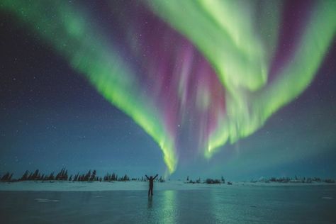 When to see polar bears, belugas, and northern lights in Churchill, Canada Churchill Canada, Manitoba Travel, Churchill Manitoba, Boreal Forest, See The Northern Lights, Light Pollution, The Northern Lights, Ways To Travel, Winter Travel