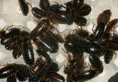 Gross Bugs, Bugs Aesthetic, Pill Bugs, Pill Bug, Natural Pet Food, A Bug's Life, How To Make Toys, Creepy Crawlies, Love Bugs