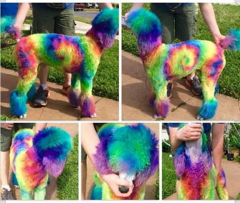 Extreme grooming/ tie dye dog/ #barksa Poodle Colors, Dog Hair Dye, Dog Dye, Poodle Hair, Pet Shed, Dog Grooming Styles, Rainbow Images, Poodle Cuts, Dog Grooming Shop