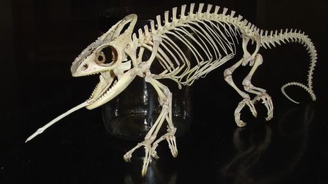 Charcoal Animals, Chameleon Skeleton, Diaphonized Specimens, Skeleton Muscles, Animal Skeleton, Veiled Chameleon, Animal Skeletons, Help Needed, Vulture Culture