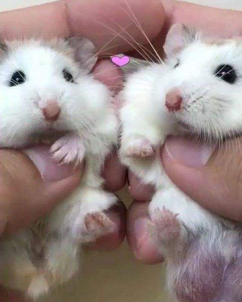 the twins  kimi  himi  hamster's Hamsters, Twins, Romance, Wattpad, Books