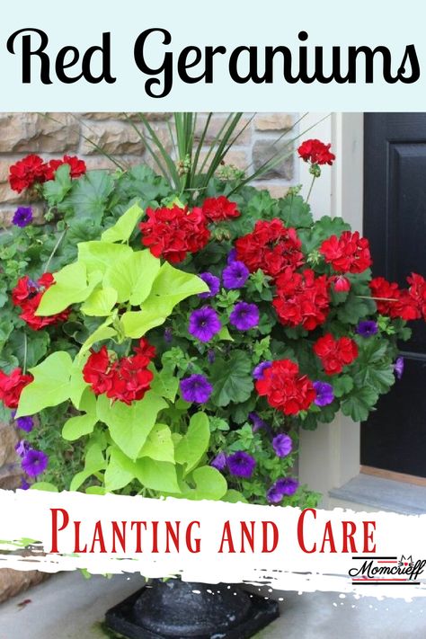 Planter Inspiration, Stairs Porch, Front Porch Flower Pots, Planter Arrangements, Patio Container Gardening, Front Porch Flowers, Front Stairs, Porch Flowers, Diy Planter