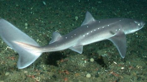 Sharks Are Polluted With Plastic, New Study Shows - EcoWatch Spiny Dogfish, Dogfish Shark, Different Types Of Sharks, Venomous Animals, Basking Shark, New Jersey Beaches, Types Of Sharks, Species Of Sharks, Small Shark