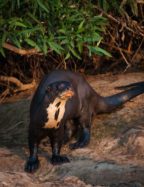 Ariranhas Animal, Hollow Kingdom, Mustelidae Family, Giant Otter, Giant River Otter, Otters Funny, Otter Drawing, Otter Tattoo, Crane Photography