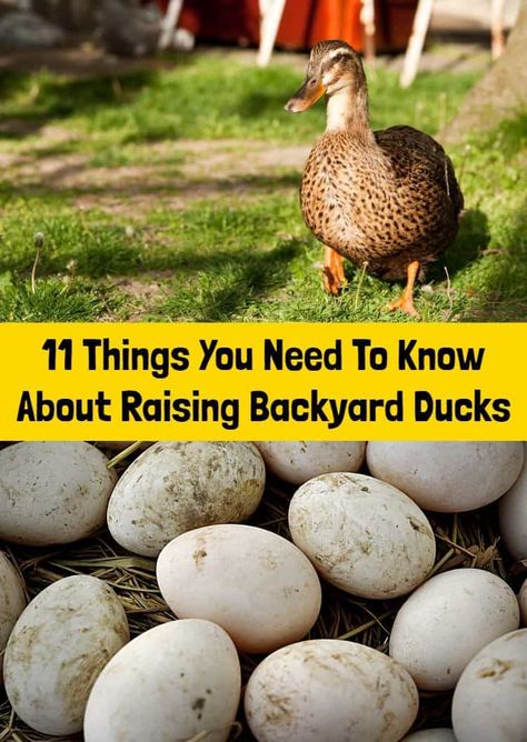 11 Things You Need To Know About Raising Backyard Ducks Duck Pond Ideas Backyards, Ducks And Gardens, Duck Housing Ideas, Duck Nesting Box Ideas, Duck House Ideas, Diy Duck House, Duck Enclosure, Keeping Ducks, Duck Pens