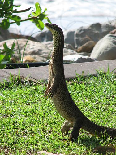 Monitor Sailing Club, Darwin Lizard Dragon, Monitor Lizard, Amazing Animal Pictures, Australia Animals, Cute Reptiles, Komodo Dragon, Incredible Creatures, Australian Animals, Komodo