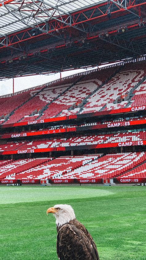 Benfica Wallpapers 4k, Portugal Football, Football Ronaldo, Benfica Wallpaper, Football Wallpaper, Iphone Wallpaper, Portugal, Soccer, Art