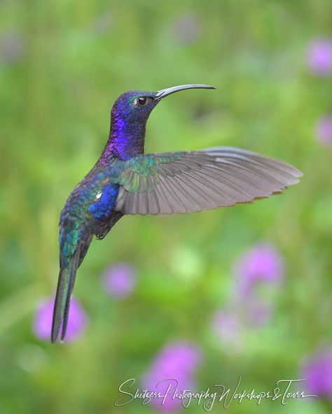 Grizzly Bear Photography, Violet Sabrewing, Pictures Of Violets, Bald Eagle Photography, Bald Eagle Pictures, Bald Eagle Photo, Hummingbird Flying, Hummingbird Perch, Hummingbird Pictures