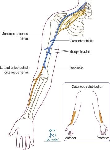 Musculocutaneous Nerve: Course, Motor, Sensory & Common Injuries » How To Relief Musculocutaneous Nerve, Carpal Tunnel Surgery, Nerve Anatomy, Brachial Plexus, Radial Nerve, Biceps Brachii, Medicine Notes, Basic Anatomy And Physiology, Muscle Anatomy