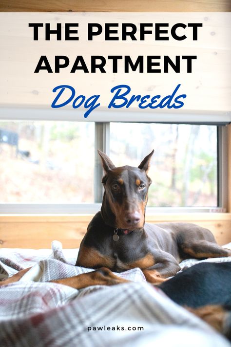 Dogs Apartment Living, Big Dog Apartment Living, Big Dog Small Apartment, Best Dogs For Apartments, Apartment Pet Ideas, Dog Friendly Apartment Ideas, Dog Apartment Hacks, Dogs In Apartments, Dog Apartment Living