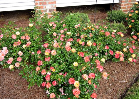 Peach Drift Roses - 2nd year. Love these! Drift Roses Front Yards, Small Garden Front Yard, Coral Drift Rose, Red Drift Roses Landscape, Peach Drift Roses, Boxwood Landscaping, Drift Roses, Landscaping With Roses, Front Yard Plants