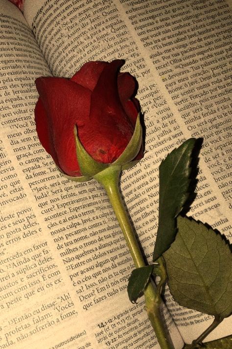 A photo of a rose laying in a book Red Rose Aesthetic, Rose Day Pic, Rosé Snapchat, Interesting Health Facts, Rose Pic, Rosé Portrait, Old Fashioned Love, Red Bangles, Rose Aesthetic