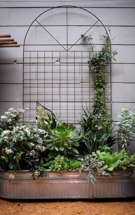 Mounted metal trellises against the wall of an adjacent building to create a backdrop for instant container gardens. Screen for transformer? via Gardenista Backyard Landscaping Along Fence, Stock Tank Gardening, Landscaping Along Fence, Garden Troughs, Garden Line, Metal Trellis, Backyard Fence, Mission District, Stock Tank