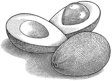 Food Illustration for Rodale Press Scratchboard Illustration, Stippling Art, Fruits Drawing, Object Drawing, Engraving Illustration, Food Illustration, Pencil Art Drawings, Black And White Drawing, Ink Illustrations