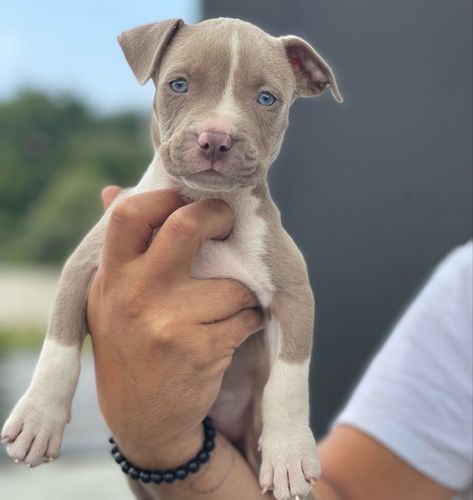 Lavender Pitbull, Grey Pitbull Blue Eyes, Pet Claims, Fawn Pitbull, Blue Fawn Pitbull, Grey Pitbull, Pitbull Blue, Pitbull Dog Breed, Blue Pitbull