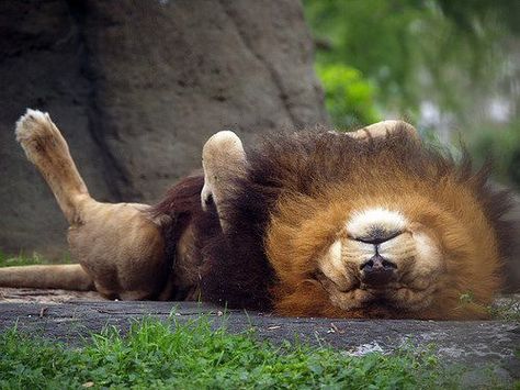 ☮ * ° ♥ ˚ℒℴѵℯ cjf The Lion Sleeps Tonight, Lions Photos, Lion Pictures, Cheetahs, A Lion, Wildlife Animals, Animal Planet, Time Out, Beautiful Cats