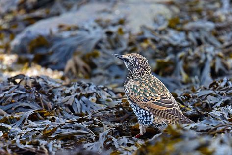 Top 10 Bladderwrack Benefits for Health - Healthier Steps Benefits Of Bladderwrack, Bladderwrack Benefits For Women, Bladderwrack Benefits, Irish Moss Recipes, Heal Wounds Faster, Healing Water, Guava Leaves, Natural Diuretic, Feeling Healthy