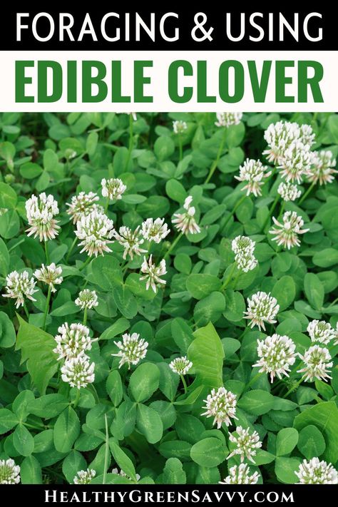 Did you know that common clover is edible? This easily foraged wild plant also has some useful medicinal properties. Here's what to know about foraging and using red and white clover. | medicinal plants | uses for clover | white clover uses | red clover uses | edible wild plants | Herbal Monographs, Red Clover Benefits, Wild Crafting, Medicinal Wild Plants, Edible Weeds, Clover Plant, Edible Landscape, Clover Seed, Wild Food Foraging