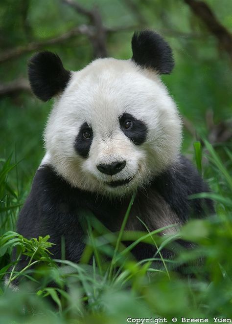 Smiling Panda Panda Portrait, Cuddle Puddle, Smiling Animals, Baby Panda Bears, Panda Lindo, Panda Bears, Lovely Animals, Panda Love, Break Time