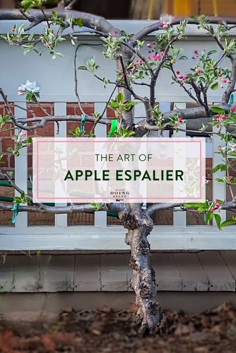 Growing a Flat Apple Tree: The Art of Espalier How To Grow Apple Trees, Espalier Apple Tree, Apple Espalier, Apple Tree Care, Apple Tree From Seed, Espalier Fruit Trees, Growing Zucchini, Garden Renovation, Front Porch Railings