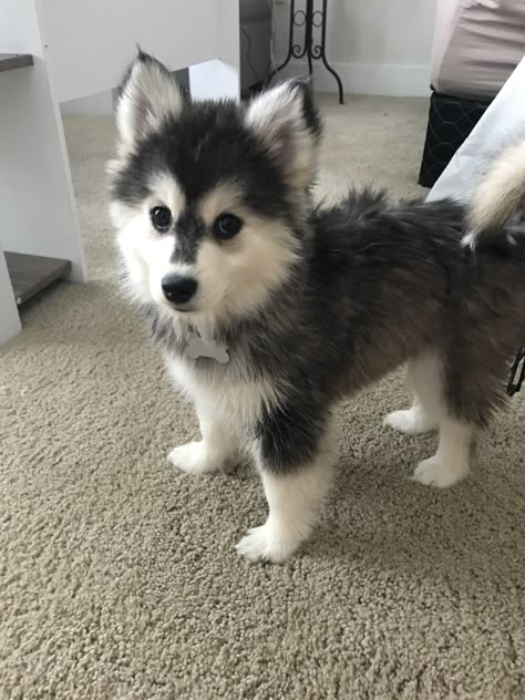 Mini Husky, Siberian Dog, Pomsky Dog, Pet Wolf, Preppy Dog, Super Cute Puppies, Cute Dog Photos, Very Cute Dogs, Really Cute Dogs