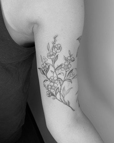 Geraldton Wax Flower Tattoo, Wax Flower Tattoo, Australian Native Floral Tattoo, Australian Native Flowers Tattoo, Australian Flower Tattoo, Geraldton Wax Flower Drawing, Native Australian Flowers Tattoo, Mastectomy Scar Tattoo, Australian Tattoo