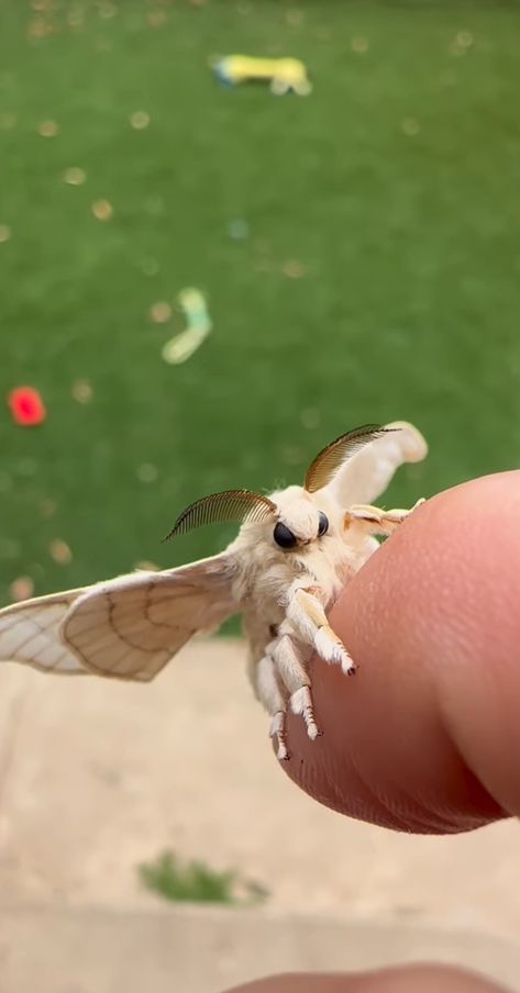 Types Of Moth, Moths Cute, Moth Character Design, Cute Moths, Fluffy Moths, Moth Face, Fluffy Moth, Silk Moths, Poodle Moth