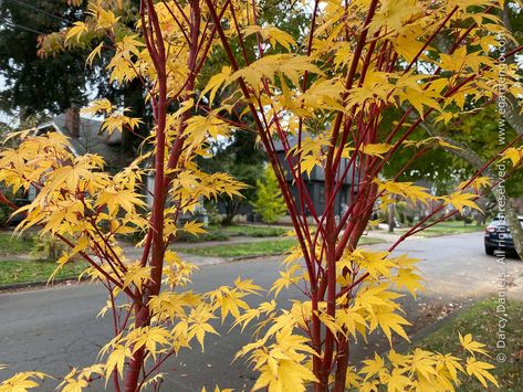 Japanese Maple Tree Landscape, Sango Kaku, Maple Tree Landscape, Acer Trees, Coral Bark Japanese Maple, Japanese Maples, Japanese Maple Tree, Acer Palmatum, Vase Shapes