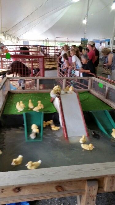 Petting Zoo Set Up Ideas, Duck Slide Diy, Diy Petting Zoo Ideas, Petting Zoo Ideas, Petting Zoo Farm, Agritourism Farms, Duck Pens, Petting Farm, Pumpkin Patch Farm