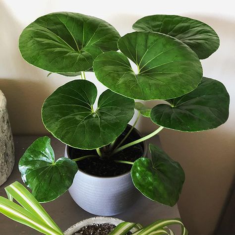 Leopard Plant, Merritt Island, Decoration Plante, Plant Aesthetic, Starter Plants, Pretty Plants, Plant Mom, Cool Plants, Healthy Plants