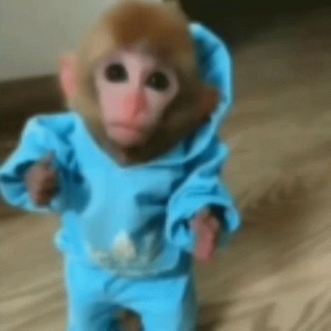 Monkey Reaction GIF - Monkey Reaction Confused - Discover & Share GIFs Reaction Gif, Gif, Blue