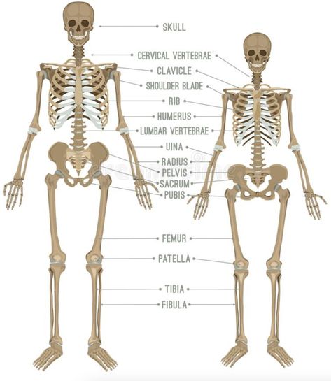 I can define what a woman is. - by Jessica Rose Female Anatomy Drawing, Male Skeleton, Female Skeleton, Human Skeleton Anatomy, Vinegar Benefits, Male Vs Female, Anatomy Bones, Skeleton Anatomy, Skeleton Drawings