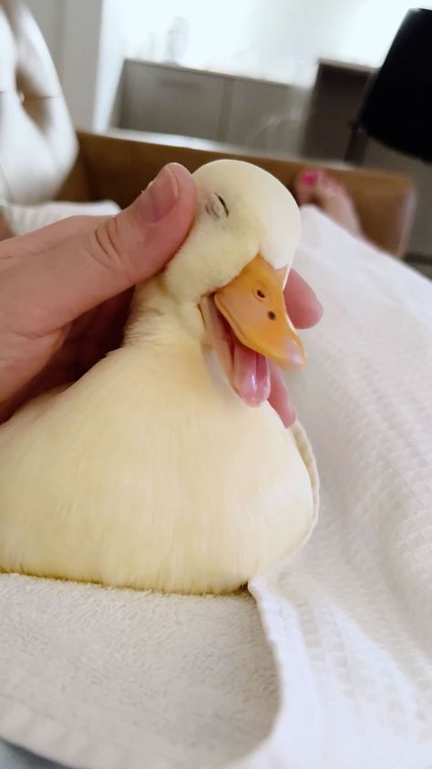 Cute Duck, A Duck, Mallard, Ducks, Pet, White