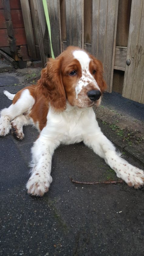 English Spaniel Springer, Welsh Springer Spaniel Puppies, Brittany Spaniel Dogs, Dog Tumblr, Springer Spaniel Puppies, Welsh Springer Spaniel, Puppy Cut, Hypoallergenic Dogs, Cocker Spaniel Dog