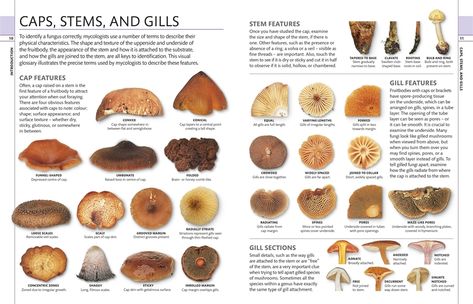 Mushroom Identification Chart, Fantastic Fungi, Edible Fungi, Mushroom Identification, Wild Foraging, Poisonous Mushrooms, Mushroom Spores, Mushroom Pie, Mushroom Grow Kit