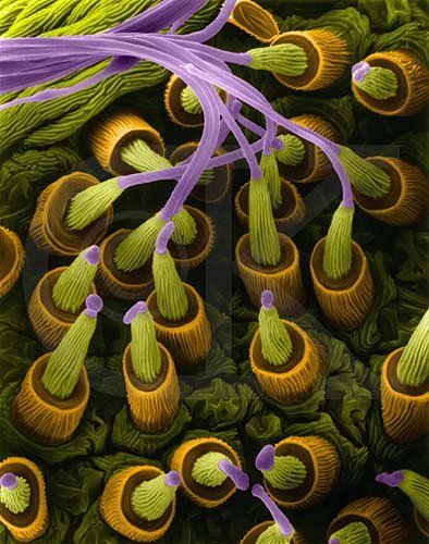 A scanning electron microscope image of spider silk glands making a thread, originally from Dennis Kunkel Microscopy. Yep ... cool! Scanning Electron Microscope Images, Punkty Spustowe, Electron Microscope Images, Foto Macro, Scanning Electron Microscope, Microscopic Photography, Spider Silk, Photo Macro, Micro Photography