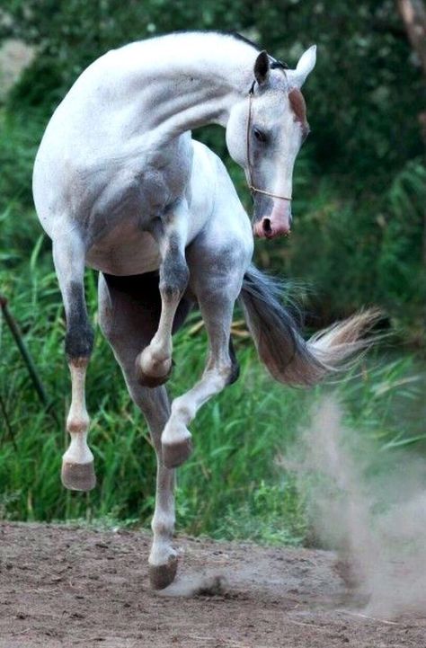 Akhal Teke Horses, Akhal Teke, Most Beautiful Horses, Grey Horse, Majestic Horse, All The Pretty Horses, Horse Crazy, Horse Sculpture, It's Friday